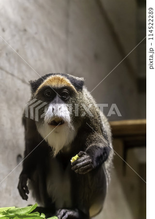 驚き顔のブラッザグエノン 114522289