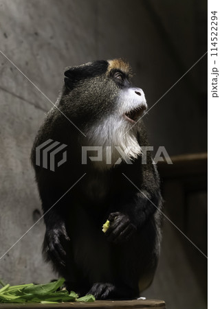 横を向くブラッザグエノン 横を向くブラッザグエノン 114522294