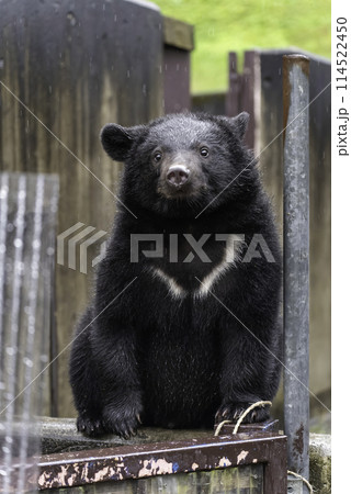 見つめるツキノワグマの子ども 114522450