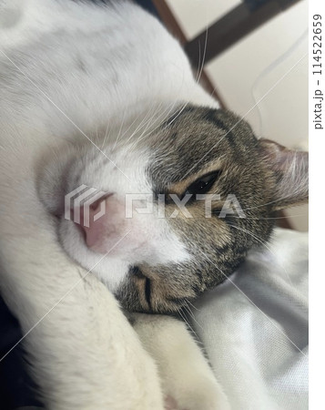昼寝する猫 114522659