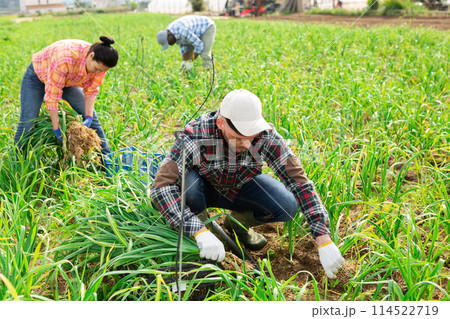 Multiethnic team of farmers picking spring garlic Multiethnic team of farmers picking spring garlic 114522719
