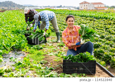 Asian woman harvesting chard in farm field Asian woman harvesting chard in farm field 114522840