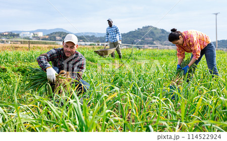 Cheerful farm worker harvesting young green garlic in vegetable field 114522924