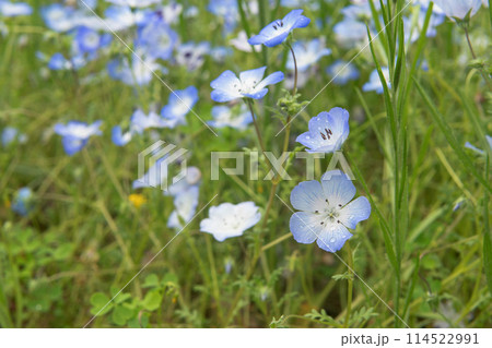 水滴が付いた青いネモフィラの花/ムラサキ科・ハゼリンソウ科 水滴が付いた青いネモフィラの花/ムラサキ科・ハゼリンソウ科 114522991