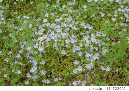 白地の花びらに紫の班入りのネモフィラ・マクラータ/ムラサキ科・ハゼリンソウ科 白地の花びらに紫の班入りのネモフィラ・マクラータ/ムラサキ科・ハゼリンソウ科 114522992