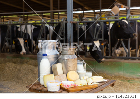 Image of dairy products on the farm 114523011