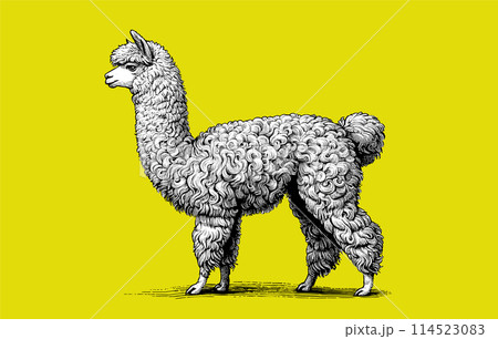 Alpaca engraved drawing illustration on yellow BGのイラスト素材 
