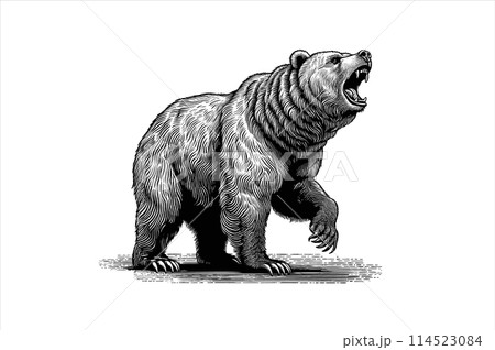 Bear howling vector illustration isolated on white BG 114523084