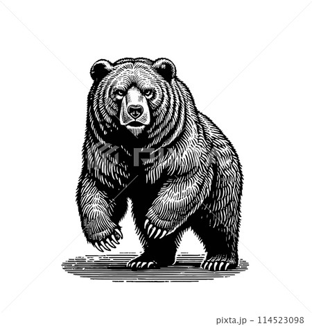 Monochrome engraving bear standing illustration 114523098