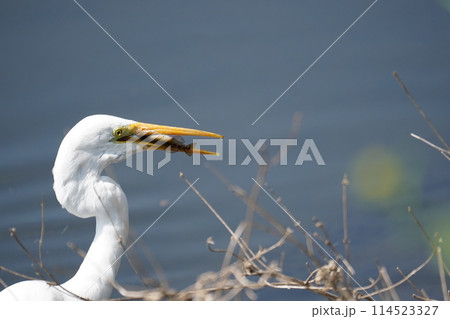 白鷺 114523327