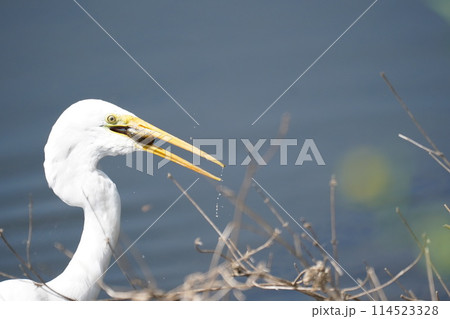 白鷺 白鷺 114523328