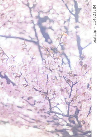 満開の桜(オールドレンズ撮影) 満開の桜(オールドレンズ撮影) 114523584