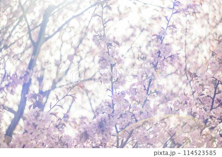 満開の桜（オールドレンズ撮影） 114523585