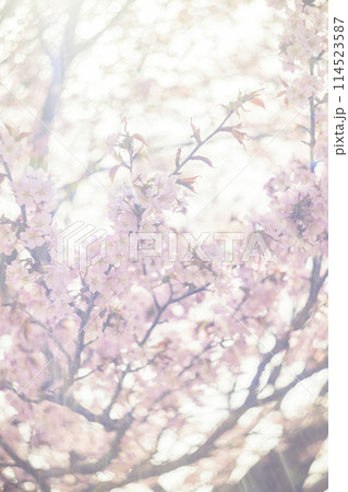 満開の桜（オールドレンズ撮影） 114523587