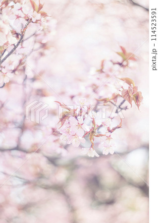 満開の桜（オールドレンズ撮影） 114523591