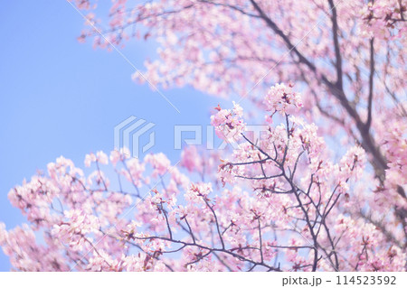 満開の桜と青空(オールドレンズ撮影) 満開の桜と青空(オールドレンズ撮影) 114523592