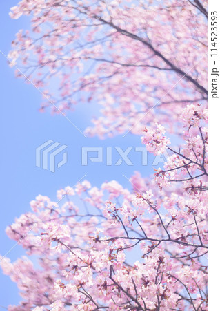 満開の桜と青空（オールドレンズ撮影） 114523593