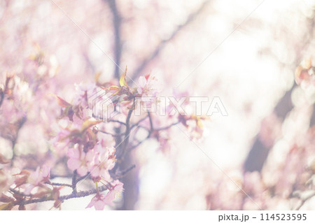 満開の桜(オールドレンズ撮影) 満開の桜(オールドレンズ撮影) 114523595