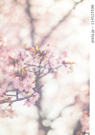 満開の桜（オールドレンズ撮影） 114523596