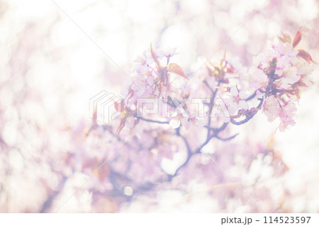 満開の桜(オールドレンズ撮影) 満開の桜(オールドレンズ撮影) 114523597