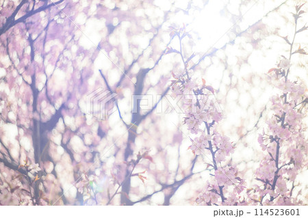 満開の桜（オールドレンズ撮影） 114523601