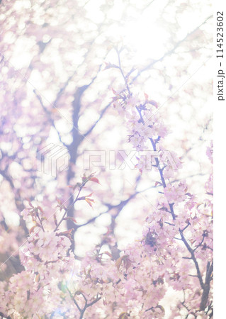 満開の桜（オールドレンズ撮影） 114523602