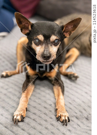 18 years old senior dog toy terrier sitting wrong because of arthritis 18 years old senior dog toy terrier sitting wrong because of arthritis 114523618
