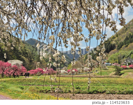 余里一里花桃の里の絶景 114523633