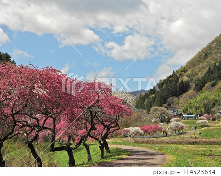 花桃の里の花街道 114523634