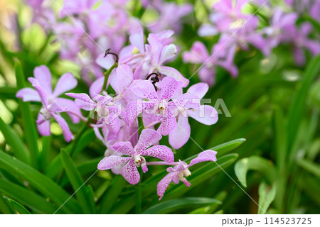 Purple orchid flowers (Ascocentrum miniatum or Vanda miniatum) 114523725