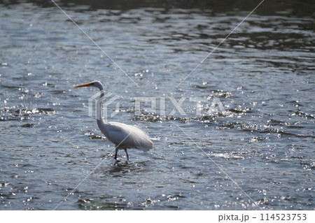 白鷺 114523753