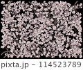 幻想的に美しく咲き誇る満開の桜を黒背景に 114523789
