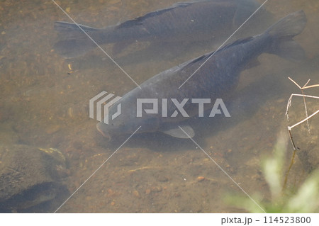 鯉 114523800