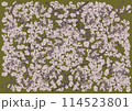 幻想的に美しく咲き誇る満開の桜をオリーブ色背景に 114523801