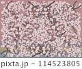 幻想的に美しく咲き誇る満開の桜を黄昏時色背景に 114523805