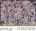 幻想的に美しく咲き誇る満開の桜を紫色背景に 114523816