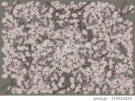幻想的に美しく咲き誇る満開の桜を大地色背景に 幻想的に美しく咲き誇る満開の桜を大地色背景に 114523824