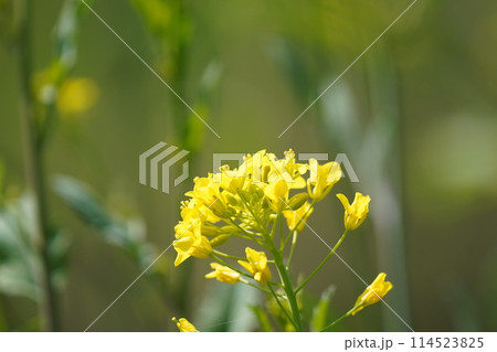 菜の花 菜の花 114523825