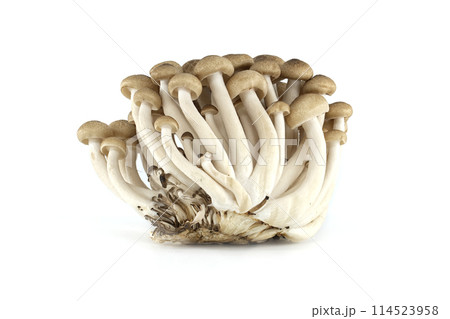 Group of Shimeji mushrooms isolated white background 114523958