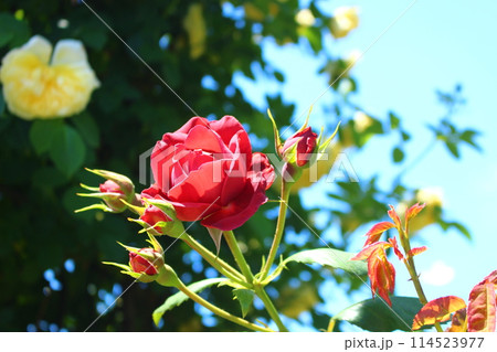 青空に映えるバラ 青空に映えるバラ 114523977