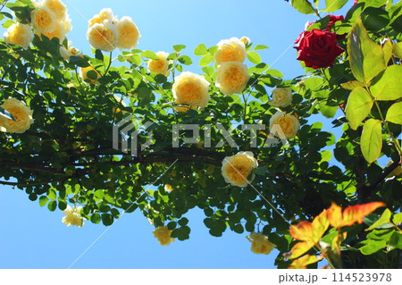 青空と薔薇のコントラスト 青空と薔薇のコントラスト 114523978