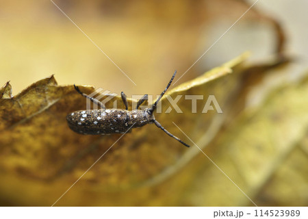 バグ 昆虫 苦悩 114523989