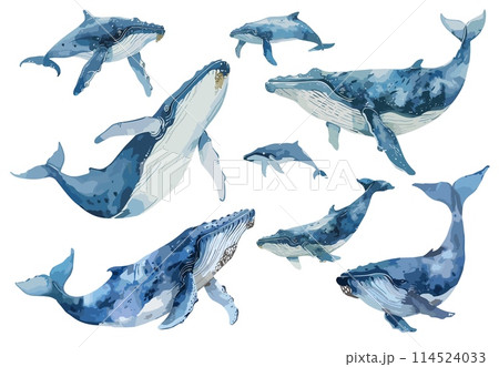 High detailed watercolor whales set. Blue colore marine huge animals High detailed watercolor whales set. Blue colore marine huge animals 114524033