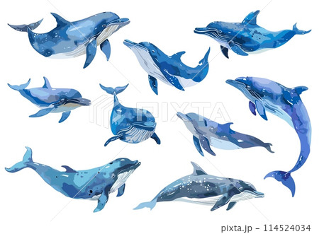 High detailed watercolor dolphins set. Blue colors. Isolated on white background 114524034