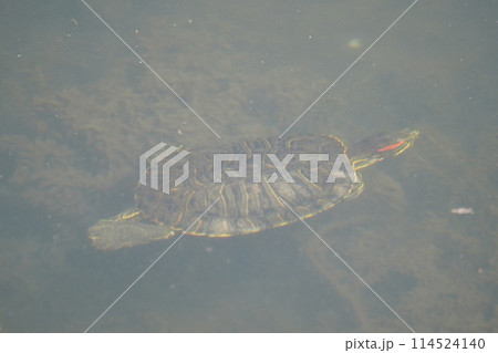 亀 114524140