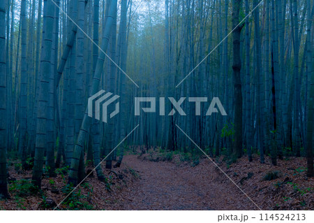 美濃田竹林街道 114524213