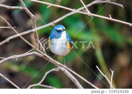 幸せの青い鳥、可愛いルリビタキ（ヒタキ科）。  日本国千葉県にて。 2022年冬撮影。 114524280