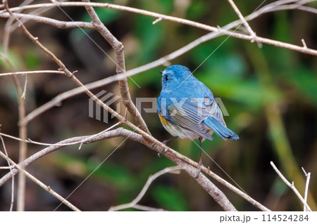 幸せの青い鳥、可愛いルリビタキ（ヒタキ科）。  日本国千葉県にて。 2022年冬撮影。 114524284
