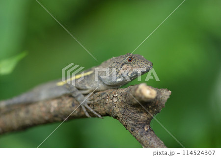 種 スピーシーズ 這う 114524307