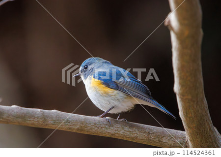 幸せの青い鳥、可愛いルリビタキ(ヒタキ科)。  日本国千葉県にて。 2024年冬撮影。 幸せの青い鳥、可愛いルリビタキ(ヒタキ科)。  日本国千葉県にて。 2024年冬撮影。 114524361